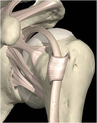 Superior GH Ligament 